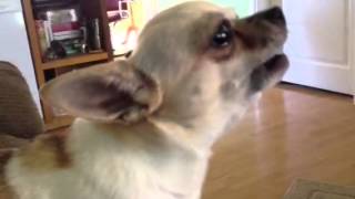 Chihuahua Bubbles  Some Cute Slow Motion [upl. by Kiraa]