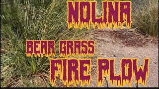 Nolina fire plow [upl. by Earla]