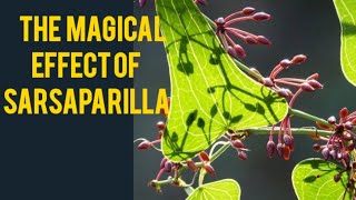 Magical Herb Sarsaparilla [upl. by Kela]