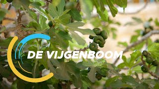 De Verkenners 27 De vijgenboom [upl. by Alodee]