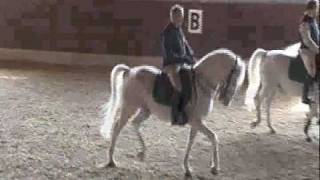 A Day with the Royal Lipizzaners of Lipica Slovenia [upl. by Gasparo776]