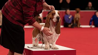 Dr Claudia Orlandi Basset Hounds  AKC Legacy Breeders [upl. by Retsof]