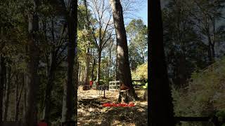 Sthil 500i dropping red oak treecare treeremovalservices stihlchainsaw arborist [upl. by Harilda]