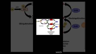 Ubiquitination protein degradation [upl. by Londoner]