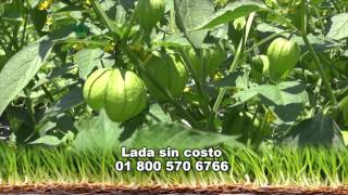 AgroScience En un cultivo de Tomatillo o Tomate Verde [upl. by Noscire]