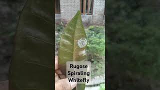 Rugose Spiraling Whitefly নারিকেলের সাদা মাছি পোকা [upl. by Zischke]