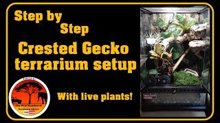 Step by step Crested Gecko terrarium setup LIVE PLANTS [upl. by Nnyroc385]