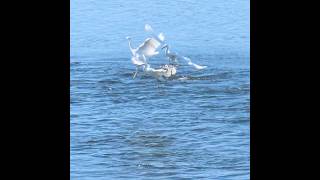 Egrets endorse carps show [upl. by Bolten465]