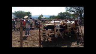 Jaripeo en Infonavit Tlatenango Zacatecas MAYO [upl. by Alrats715]