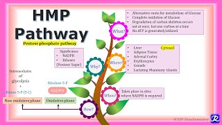 17 HMP pathway  Carbohydrate metabolism  Biochemistry  NJOY Biochemistry [upl. by Alracal]