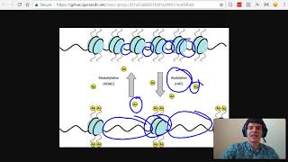 MCAT Question of the Day Enhancers Activators Transcription Factors and Acetylation [upl. by Lyrahc]