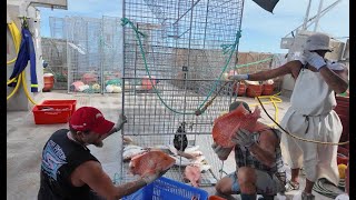 TK Takes on a new fishery in Darwin First trip onboard Starlight chasing fish in the Timor Box [upl. by Wilden324]