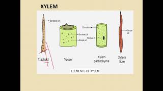 class 9 complex permanent tissues [upl. by Ahsiugal]