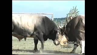 Bullfighting KORIDA NAJBOLJE BORBE 2004 PART 1 [upl. by Sherlock]