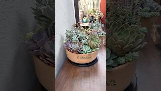 A Quick Succulent Arrangement For Beginners 🪴 succulentssuculentasplants [upl. by Yeorgi]