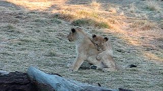 Baby Lion Cubs Playing [upl. by Kassity]