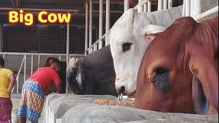 Big Cow Farm in Bangladesh  sadeeq agro farm  Brahman Bull  Big Cow Part 2 [upl. by Clover]