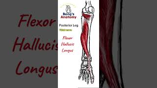 47 LegPosterior Calf anatomy bones art illustration muscle [upl. by Onaivatco529]