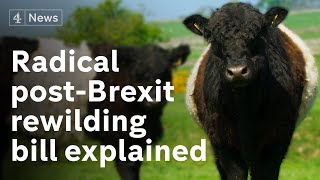 Rewilding Brexit Britain the radical shakeup of Britain’s farming [upl. by Lettig]