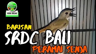 SRDC ORI BALI GACOR DOR GAK BISA DIEM [upl. by Milly]