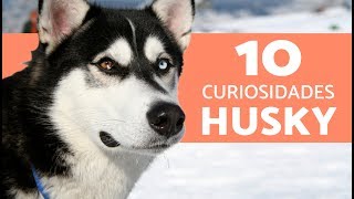 10 cosas que no sabias del husky siberiano [upl. by Mordecai]