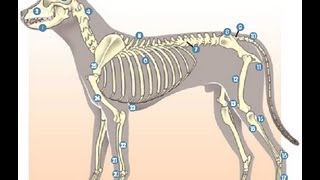 Anatomía Animal  Osteologia Introduccion 01 [upl. by Arihk]