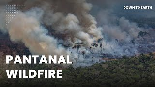 Why is Brazil’s Pantanal breaking wildfire records [upl. by Varick]