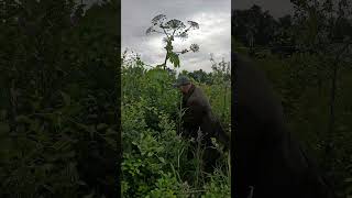 Как избавиться от борщевика  How to get rid of hogweed [upl. by Nwahsem]