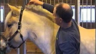 How To Cut a Norwegian Fjord Horse Mane  Part 1 of 2 [upl. by Ylellan]