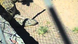 Croc Farm in Malawi [upl. by Nahguav]