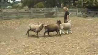 Australian Cattle Dogs Herding Sheep [upl. by Ynitsed]