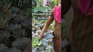 Sale Rs50 Succulents at Harsh Nursery  Winter plants  cheapest plant Nursery in Delhi [upl. by Perr]