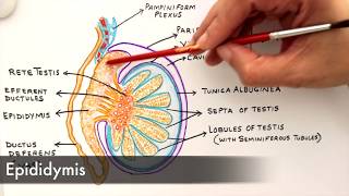 Gross Anatomy and Histology of Testes [upl. by Macdonell]