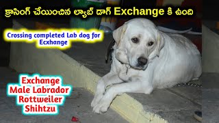 top quality Labrador dog for exchange in telugu9666804601 aj pets [upl. by Nnylirret]