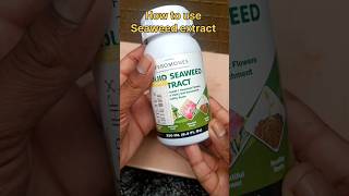 How to use seaweed extract fertilizer in plants seaweed fertilizer plants garderning garden [upl. by Gudren410]