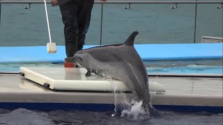 健康チェックの練習をするマダライルカ 四国水族館 Pantropical Spotted Dolphin undergoing a health check [upl. by Komarek141]