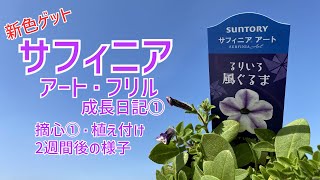 ◆サフィニア成長日記①◆モリモリにサフィニアを育てたい♪摘心・植え付け、そしてその2週間後の様子です🌱 [upl. by Aikit]