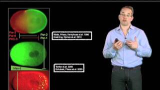 Anthony Hyman Max Planck Institute Part 4 Formation of P granules [upl. by Akiria]