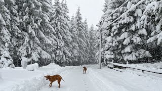 Šetnja kroz snježnu bajku u Mrkoplju  Winter fairy tale in Gorski kotarCroatia [upl. by Bernita]