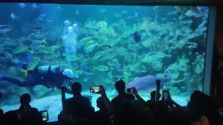 Hungry Shark attacks the diver who feeds it  Close Shave Kuala Lumpur Aquarium [upl. by Rosco]