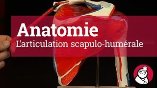 Anatomie Larticulation scapulohumérale [upl. by Kluge314]