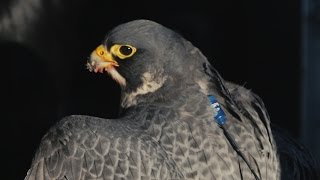 Marshall GPS Demo Falconry with Caleb Stroh [upl. by Ellebana]