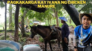 PAGLALAGAY NG IPOT SA BAGONG TANIMAN NG TALONG AT PAGTATABAS NG PALIGID NG TANIMAN [upl. by Dnomyad]