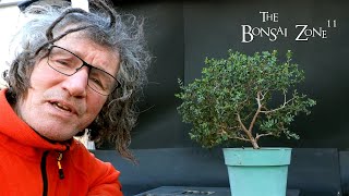 First Pruning of a New Coastal Tea Tree The Bonsai Zone Feb 2024 [upl. by Nadean]