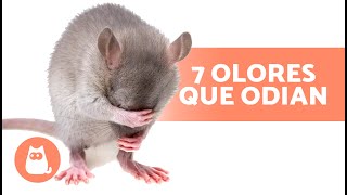 7 OLORES que ODIAN los RATONES y las RATAS 🐀❌ ¡No los soportan [upl. by Ode]