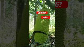 Whats inside this giant jackfruit fruits fruitsfarm sweetfruits short [upl. by Pomona]