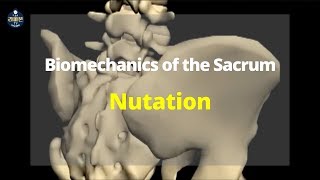 Nutation 척추 천골 움직임 sacrum movement [upl. by Photima]