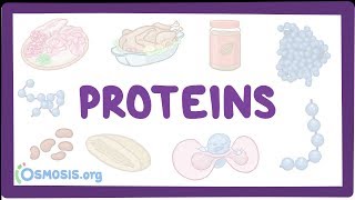 Proteins [upl. by Kcolttam]