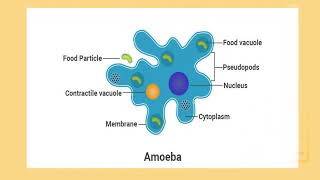 label diagram of amoeba with function [upl. by Shifra239]