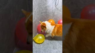 Dog balloon crack challenge part 4 shorts short trending viralshorts respect sad tamil facts [upl. by Ring]